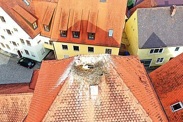 Die Störche am Pfarrhaus Monheim brüten noch - 17.05.2021