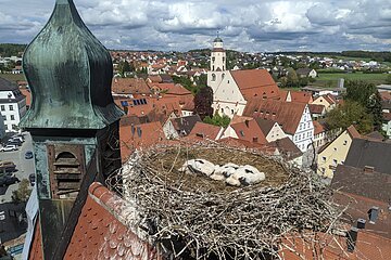 Die drei Jungstörche 2021 im Nest am Oberen Torturm