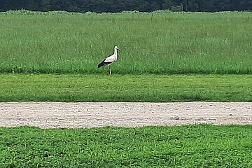 Storch vor dem Start 07/2021