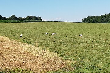 Die Storchenfamilie vom Oberen Torturm bei der Futtersuche 07/2021