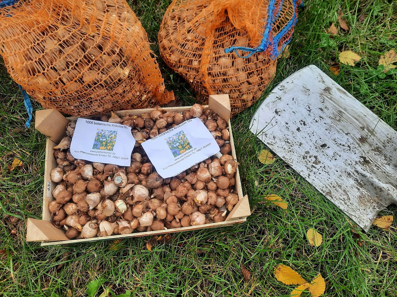 Warching summt Kiste mit Krokuszwiebeln, zwei weitere Säcke mit Krokuszwiebeln und eine Schaufel liegt auf dem Gras. Einige gelbe Blätter liegen ebenfalls auf dem Gras.