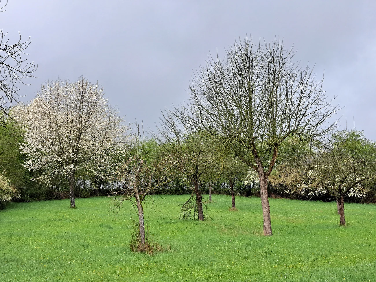 Wiese mit mehreren Bäumen, einige blühend, unter bewölktem Himmel.