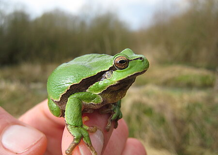 Laubfrosch