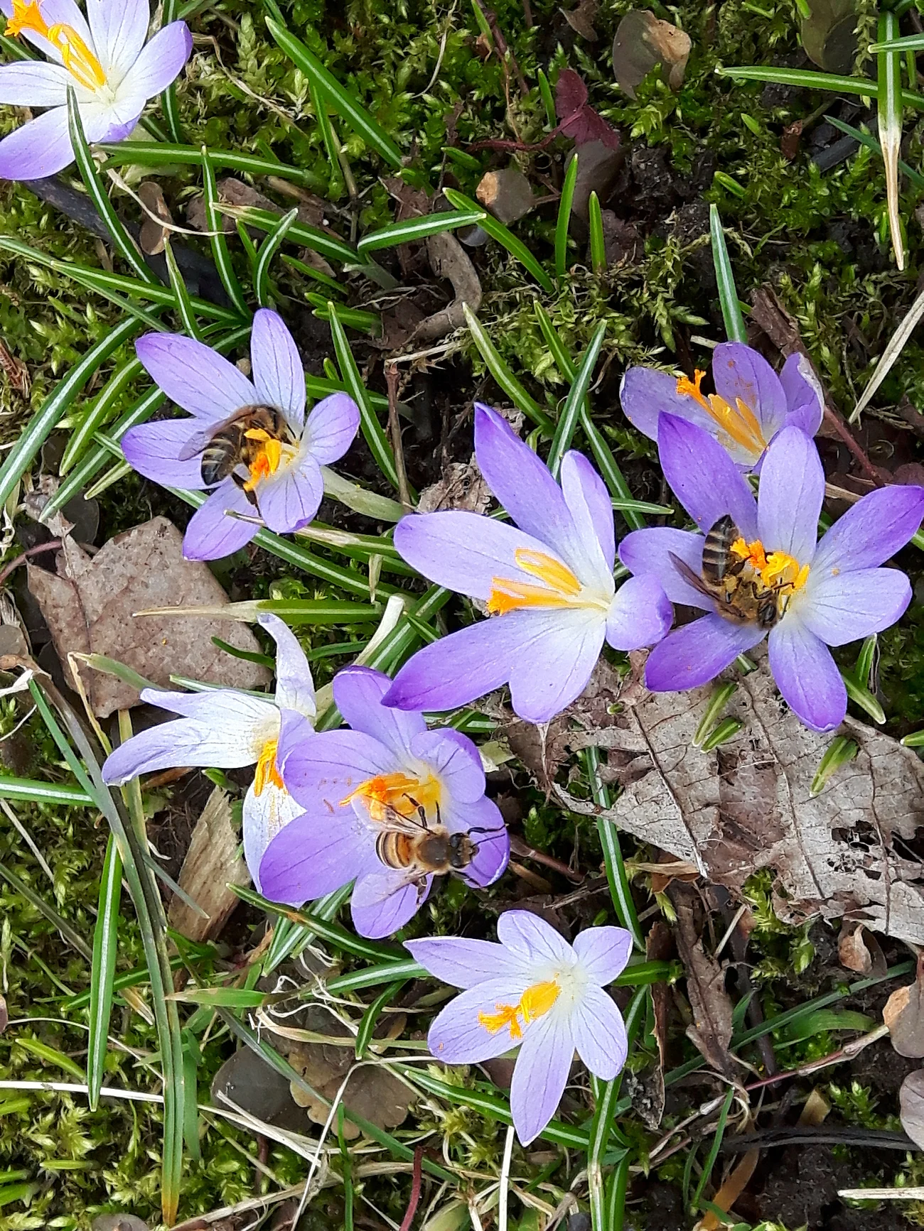 Lila Krokusblumen mit gelben Staubblättern auf einer Grünfläche, mehrere Bienen sammeln darin Nektar.