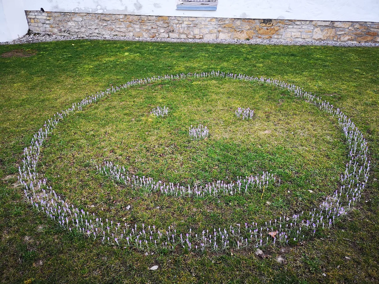 Smiley aus lila Krokussen auf einer Rasenfläche vor einer Steinmauer mit weißem Putz.