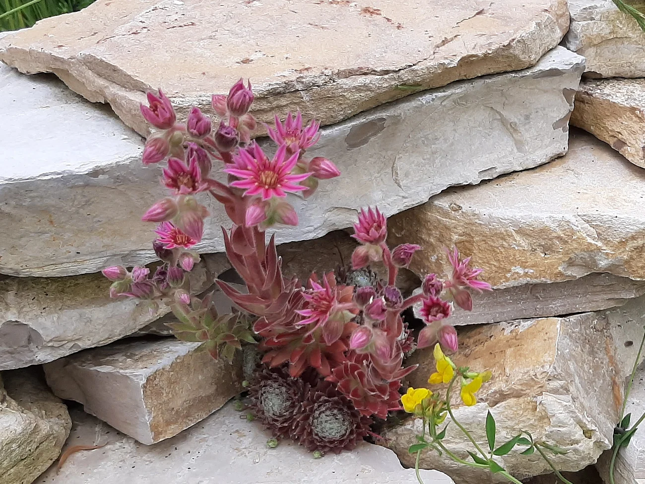 Blühende Hauswurz-Pflanze mit rosa Blüten wächst zwischen hellen Steinen. Eine weitere gelbe Pflanze ist zu sehen.