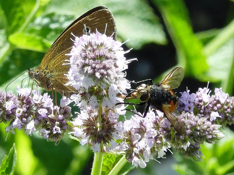 Nahaufnahme eines braunen Schmetterlings und einer schwarzen Fliege auf lila Blüten einer Pflanze im Grünen.