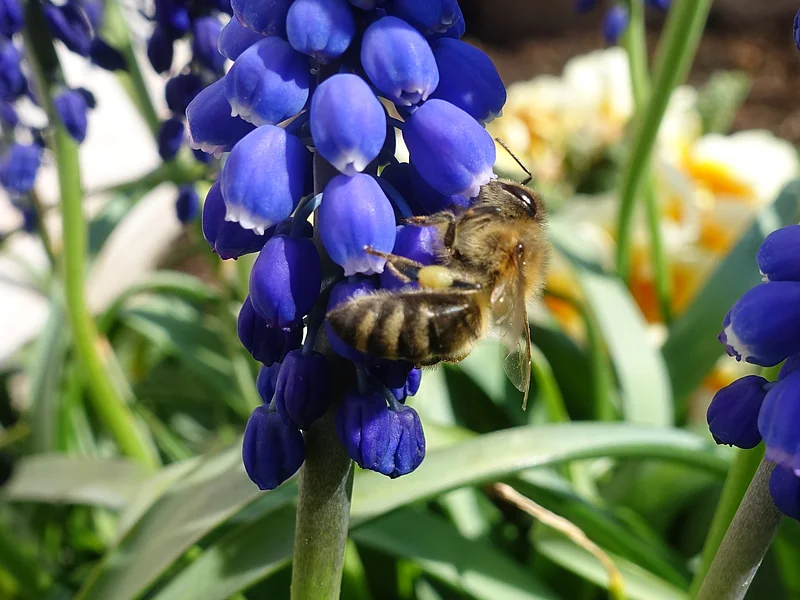 Biene sammelt Nektar an blauen Traubenhyazinthenblüten bei Tageslicht.