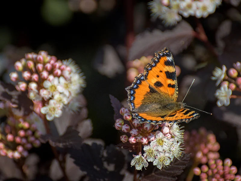 Schmetterling mit orange-schwarzen Flügeln sitzt auf weißen Blüten mit rosa Knospen und Blättern die im Schatten liegen.