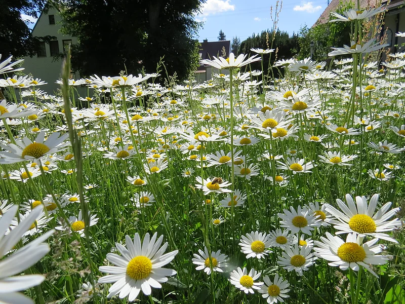 Foto aus einem Fotowettbewerb: eine Wiese mit vielen blühenden Gänseblümchen, im Hintergrund sind Häuser und Bäume zu sehen.
