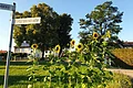 Mehrere Sonnenblumen vor Bäumen und Häusern an der Straßenecke Rotbrunnstraße an einem sonnigen Tag.