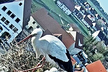 Storchennest am Oberen Torturm 2022 - es wird gebrütet