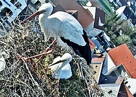 Storchennest am Oberen Torturm 2022 - es wird gebrütet