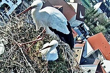 Storchennest am Oberen Torturm 2022 - es wird gebrütet