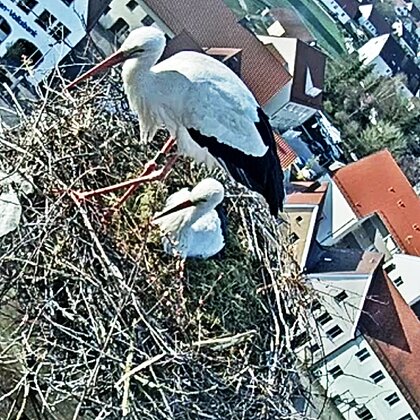 Das Storchenpaar am Oberen Torturm in Monheim - es wird gebrütet