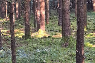 Waldbaden im Monheimer Wald
