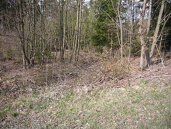 Die Bäume und Sträucher an einem Waldrand tragen kein Laub.
