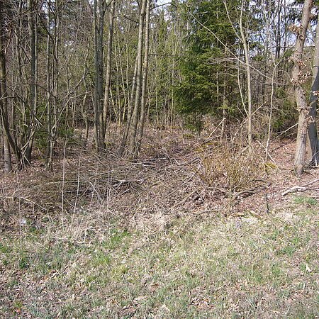 Die Bäume und Sträucher an einem Waldrand tragen kein Laub.