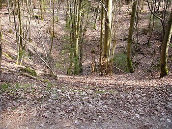 In einem Wald befindet sich eine große Mulde mit Bäumen.
