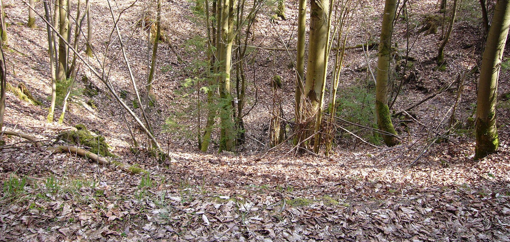 In einem Wald befindet sich eine große Mulde mit Bäumen.