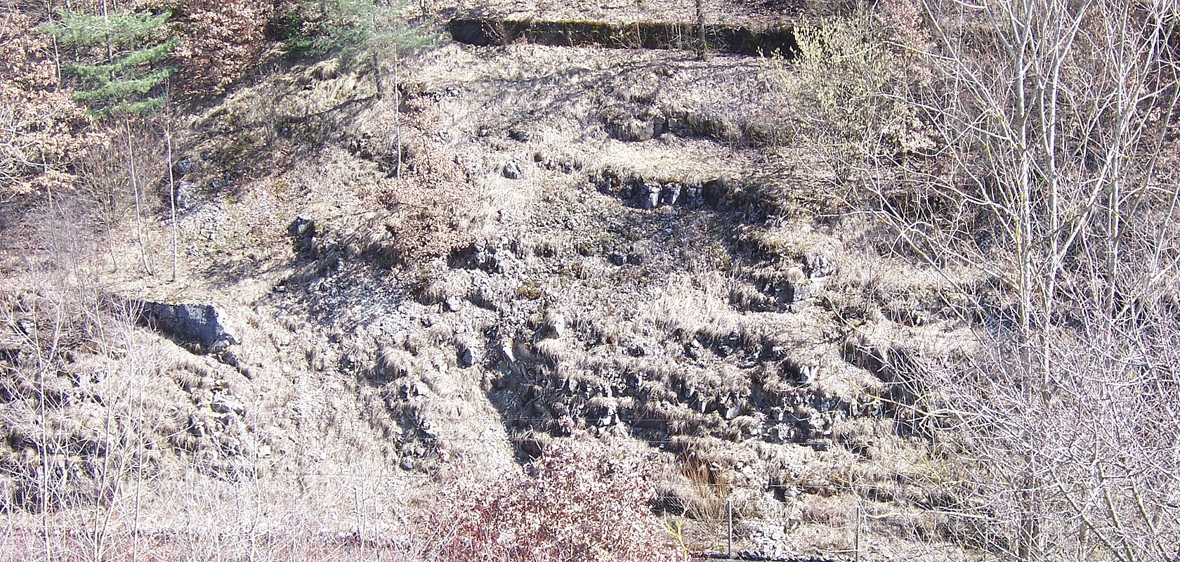 An einem Hang sind unter Gras mehrere Felsen zu erkennen. Oberhalb stehen mehrere junge Bäume.