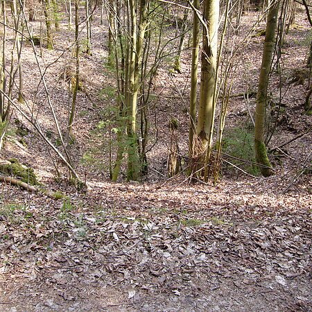 In einem Wald befindet sich eine große Mulde mit Bäumen.