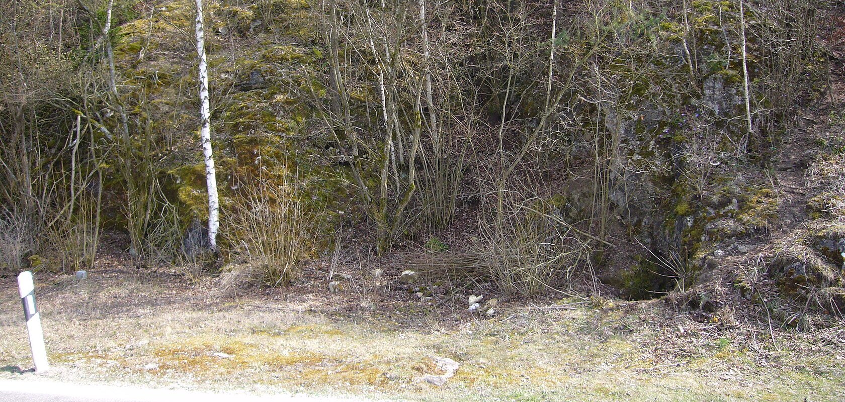 Neben einer Straße befindet sich eine bewachsene Felswand mit Moos und kleinen Bäumen.