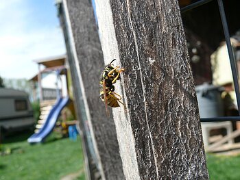 "Monheim summt!" - Wespe Wespe krabbelt an einem Holzpfosten, im Hintergrund unscharf eine blaue Rutsche und ein Wohnwagen.
