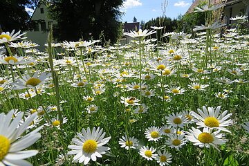 Foto aus einem Fotowettbewerb: eine Wiese mit vielen blühenden Gänseblümchen, im Hintergrund sind Häuser und Bäume zu sehen.