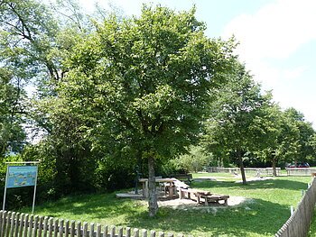 Pädagogischer Wasserspielplatz Monheim Wasserspielplatz mit Sand, Holztischen und Bänken, umgeben von Bäumen und einem Holzzaun. Informationstafel links.