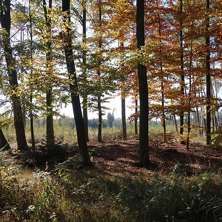 Laubbäume im Wald mit herbstlichen Blättern, Sonnenlicht fällt durch die Bäume auf den Boden.