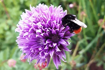 Hummel auf einer lila Blüte mit einem grünen Gartenhintergrund unscharf.