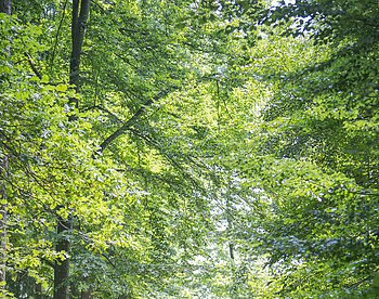 Im Wald bei Wittesheim