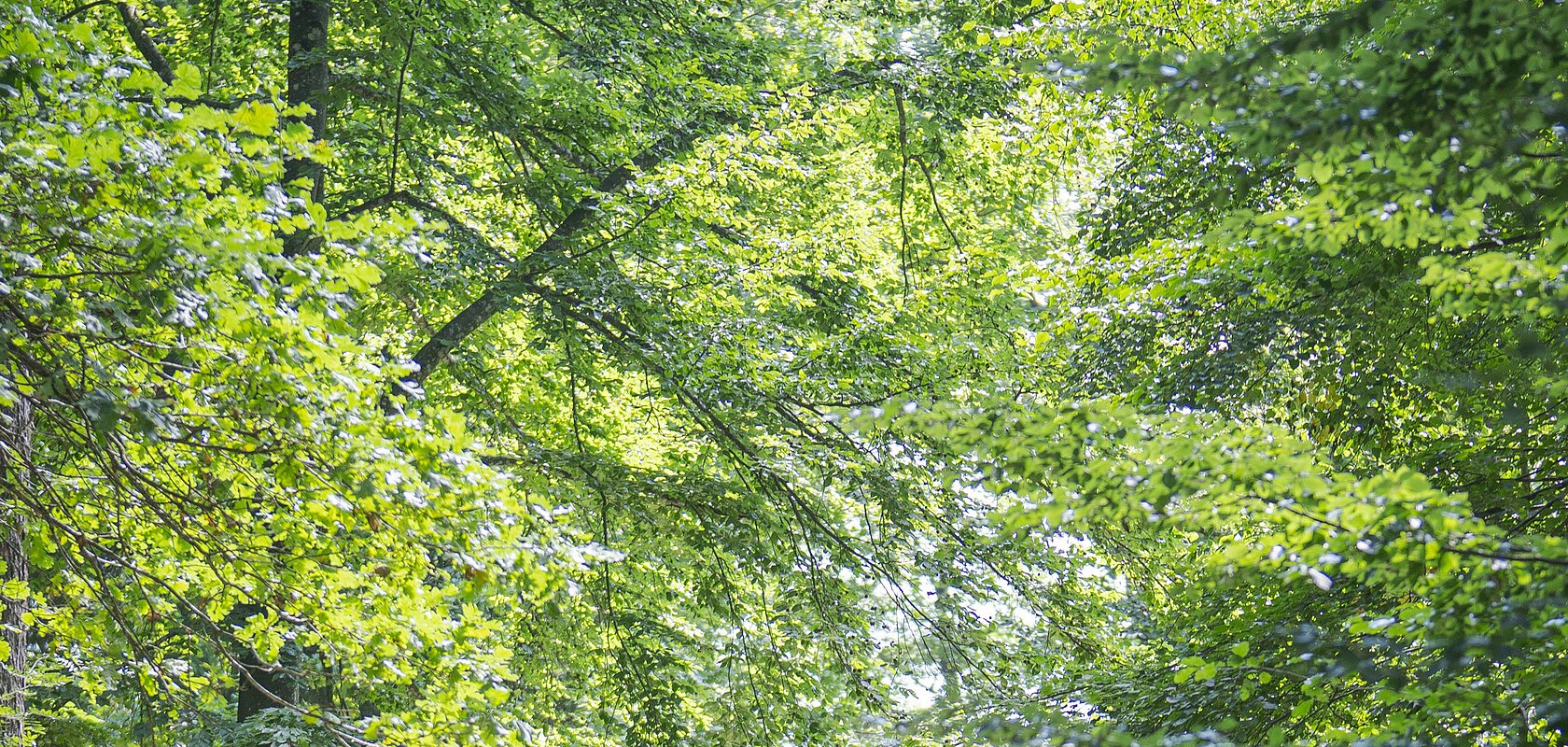 Im Wald bei Wittesheim