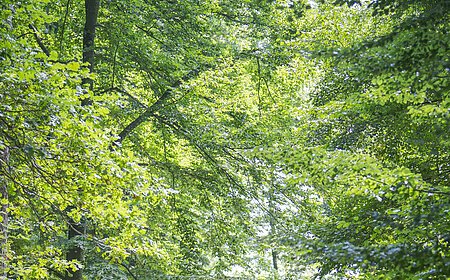 Im Wald bei Wittesheim
