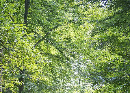 Im Wald bei Wittesheim