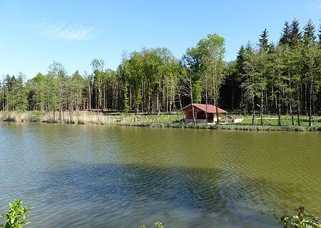Ein Weiher in Monheim mit einer Holzhütte am Ufer, umgeben von einem Wald unter blauem Himmel.