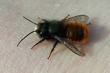 Eine Biene mit dunklem Kopf und orange-braunem Körper, die gehörnte Mauerbiene, sitzt auf menschlicher Haut.