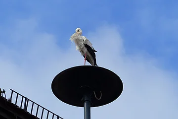 Der Storch auf Brautschau - auf dem Monheimer Rathaus 2019 Ein Storch steht auf einer Straßenlaterne vor blauem Himmel mit Wolken.
