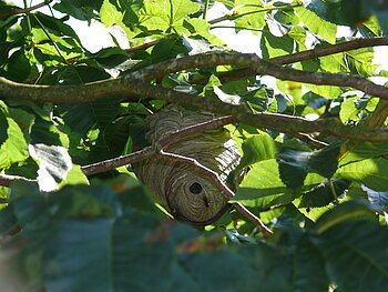 Wespennest Ein Wespennest hängt zwischen grünen Blättern und Zweigen in einem Baum.