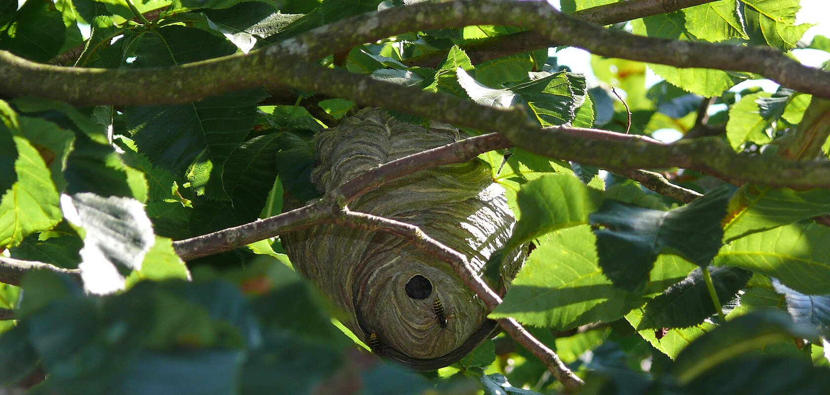 Wespennest Ein Wespennest hängt zwischen grünen Blättern und Zweigen in einem Baum.