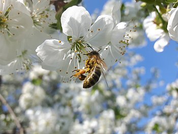 Biene sammelt Nektar von einer weißen Kirsch-Blüte vor blauem Himmel.