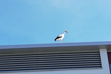 Storch Udo ist zurück in Monheim - gesichtet am 18.02.2021 Ein Storch steht auf dem Dach eines Gebäudes vor blauem Himmel.