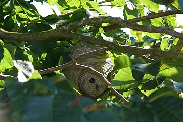 Ein Wespennest hängt zwischen grünen Blättern und Zweigen in einem Baum.