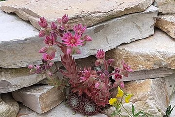 Blühende Hauswurz-Pflanze mit rosa Blüten wächst zwischen hellen Steinen. Eine weitere gelbe Pflanze ist zu sehen.