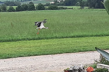 Flugstart 07/2021 Ein Storch fliegt über eine grüne Wiese, im Vordergrund ein Schotterweg und ein Garten mit Pflanzen und Dekorationen.