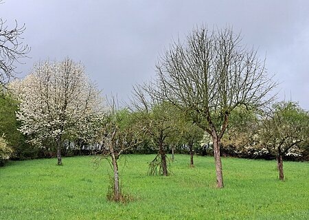 Wiese mit mehreren Bäumen, einige blühend, unter bewölktem Himmel.