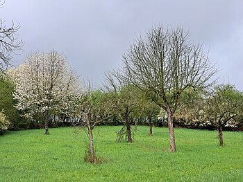 Streuobstwiesen Wiese mit mehreren Bäumen, einige blühend, unter bewölktem Himmel.