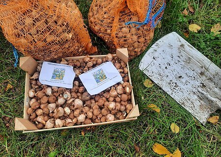Kiste mit Krokuszwiebeln, zwei  weitere Säcke mit Krokuszwiebeln und eine Schaufel liegt auf dem Gras. Einige gelbe Blätter liegen ebenfalls auf dem Gras.