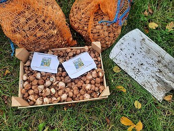 Warching summt Kiste mit Krokuszwiebeln, zwei weitere Säcke mit Krokuszwiebeln und eine Schaufel liegt auf dem Gras. Einige gelbe Blätter liegen ebenfalls auf dem Gras.